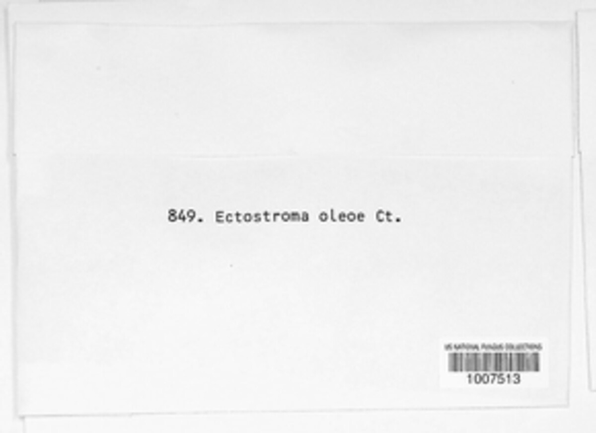 Ectostroma oleae image